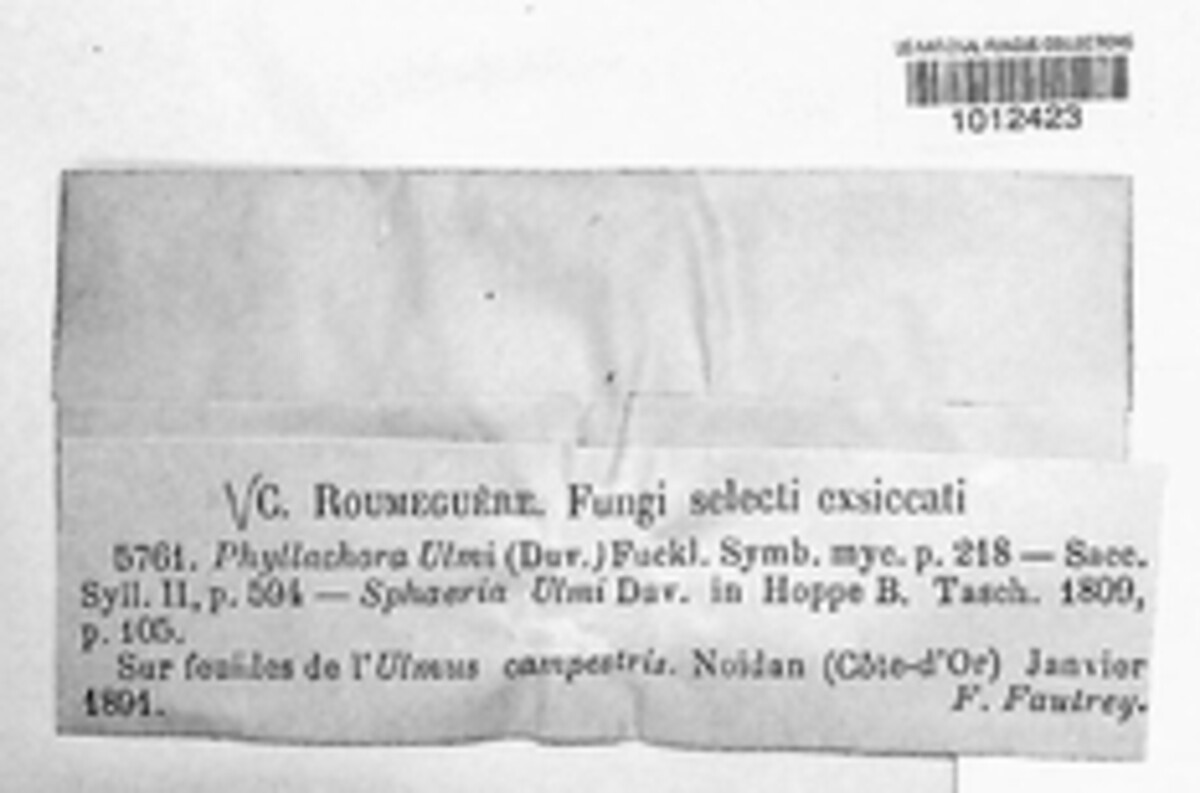 Dothidella ulmi image